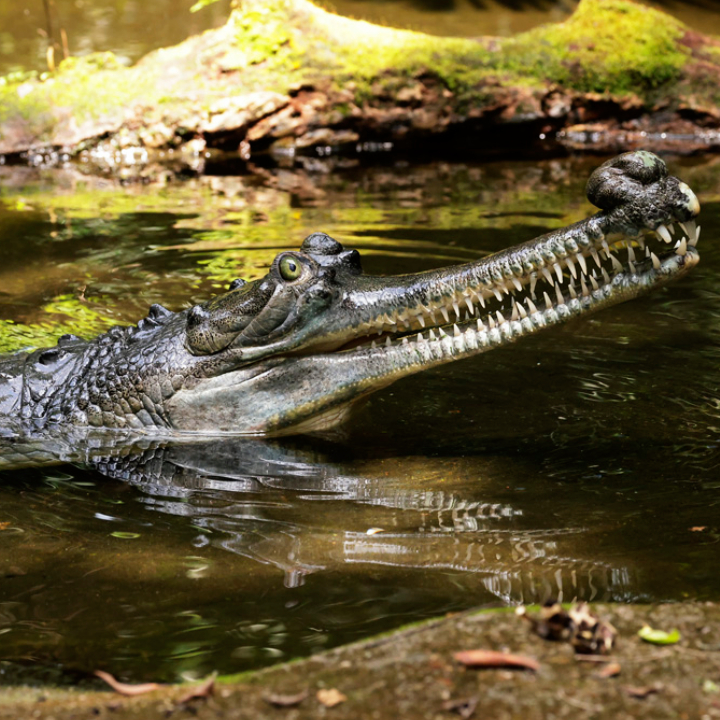 Indian Gharial