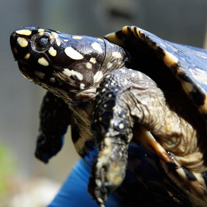 Indian Spotted Pond Turtle