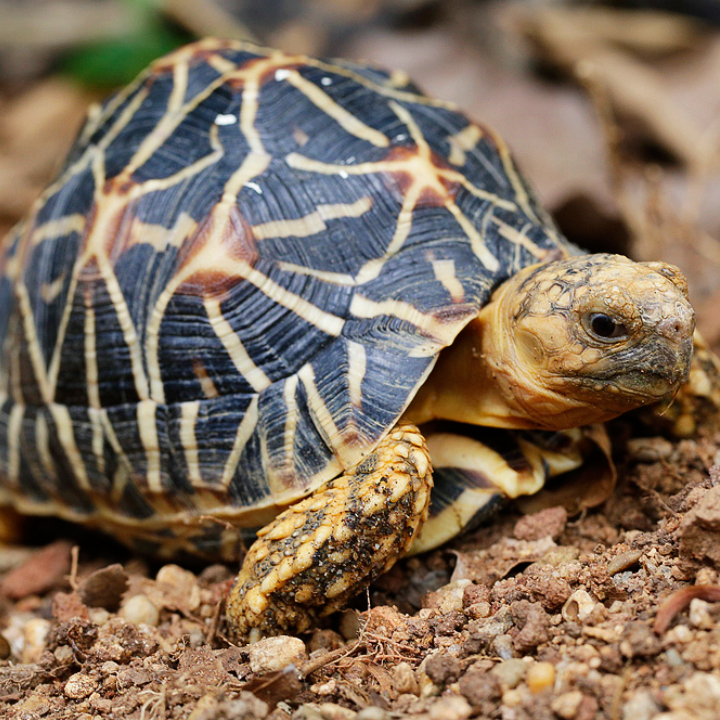 Indian Star Tortoise