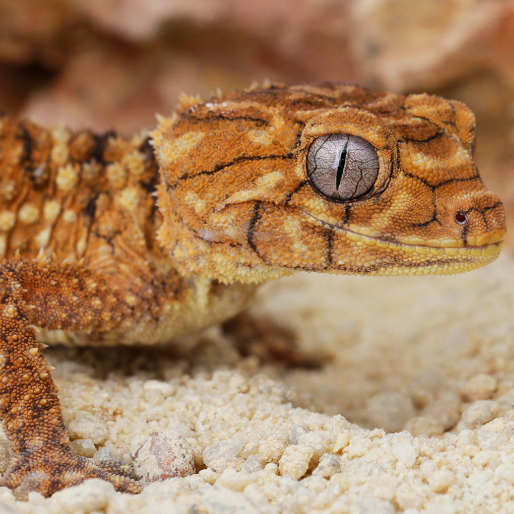Knob-Tailed Gecko