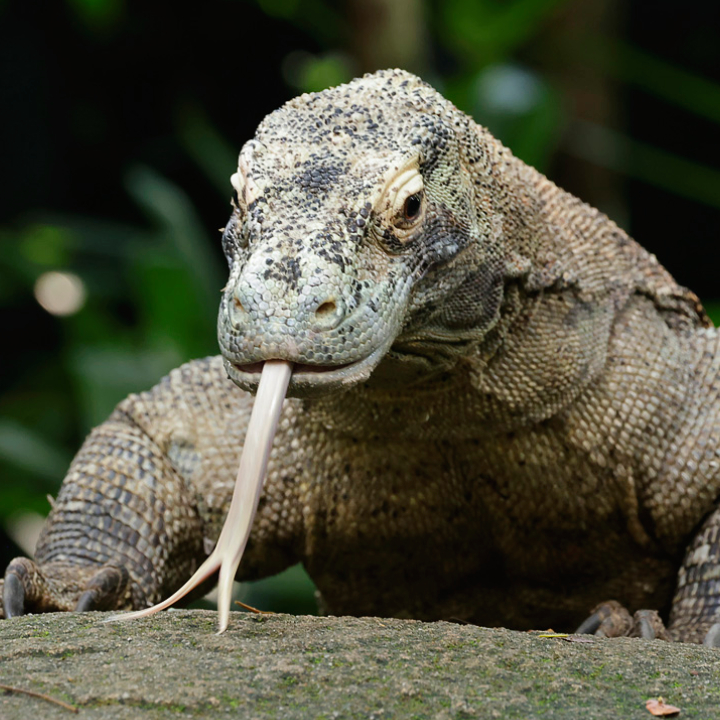 Komodo Dragon