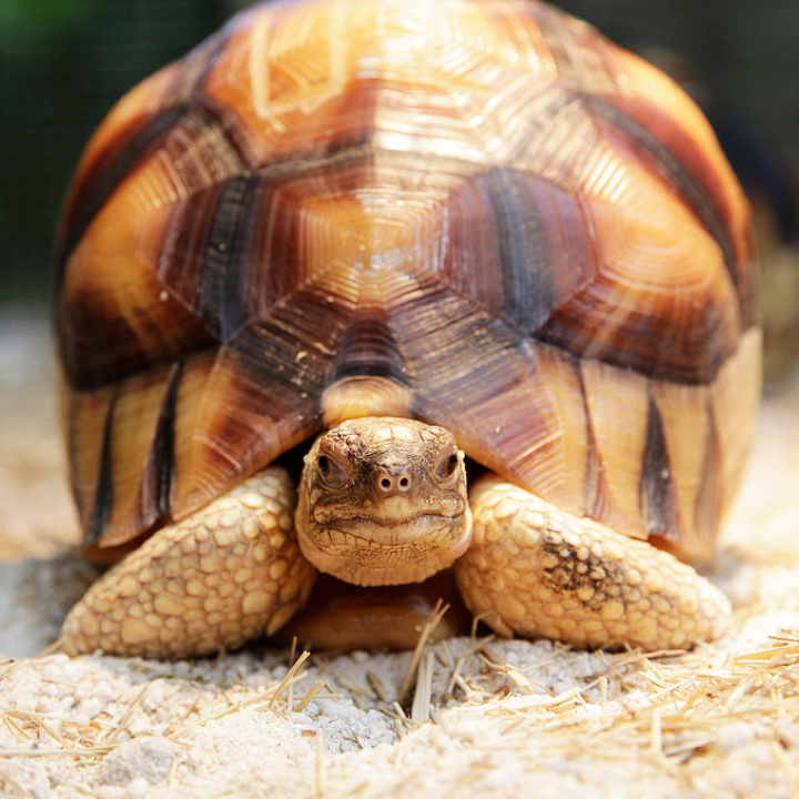 Ploughshore tortoise