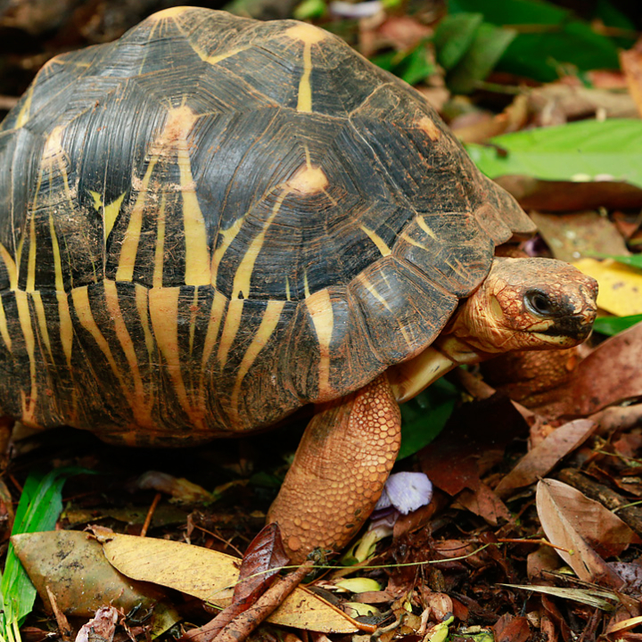 Radiated tortoise