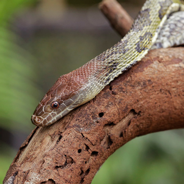 Red-Headed Rat Snake