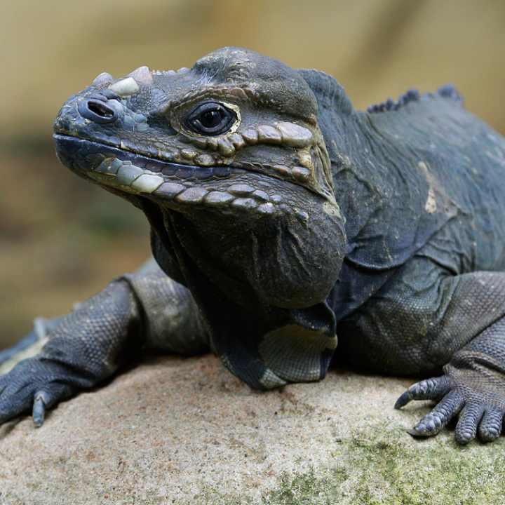 Rhino Iguana