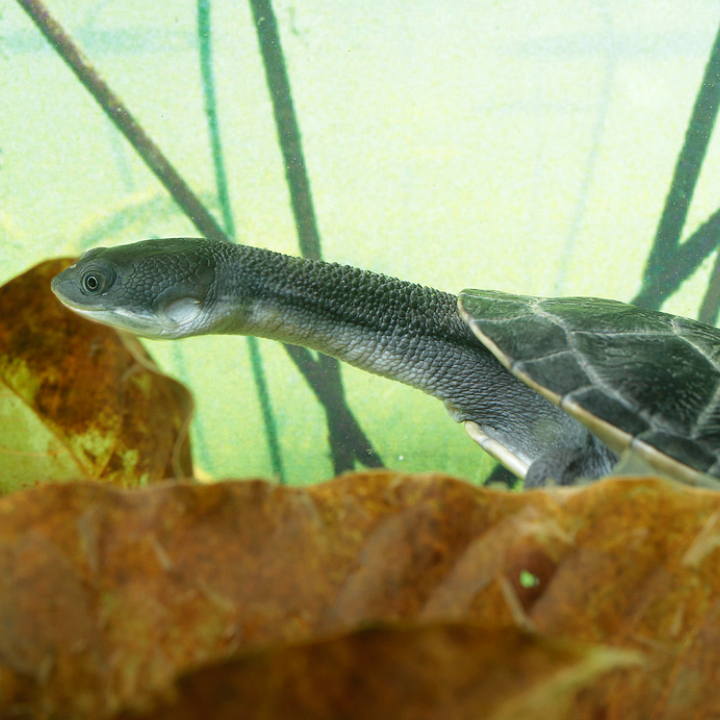 Rote snake-necked turtle