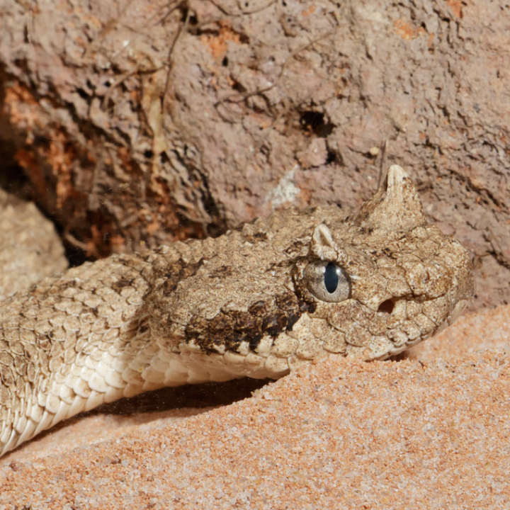 Sidewinder (Rattlesnake)