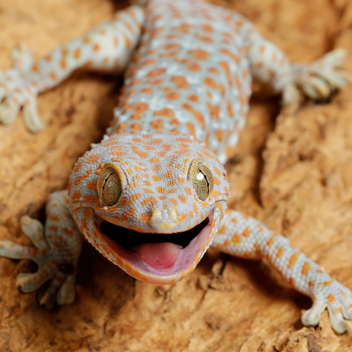 Tokay Gecko