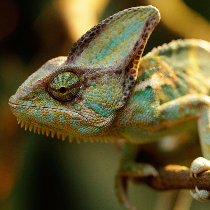 Veiled chameleon