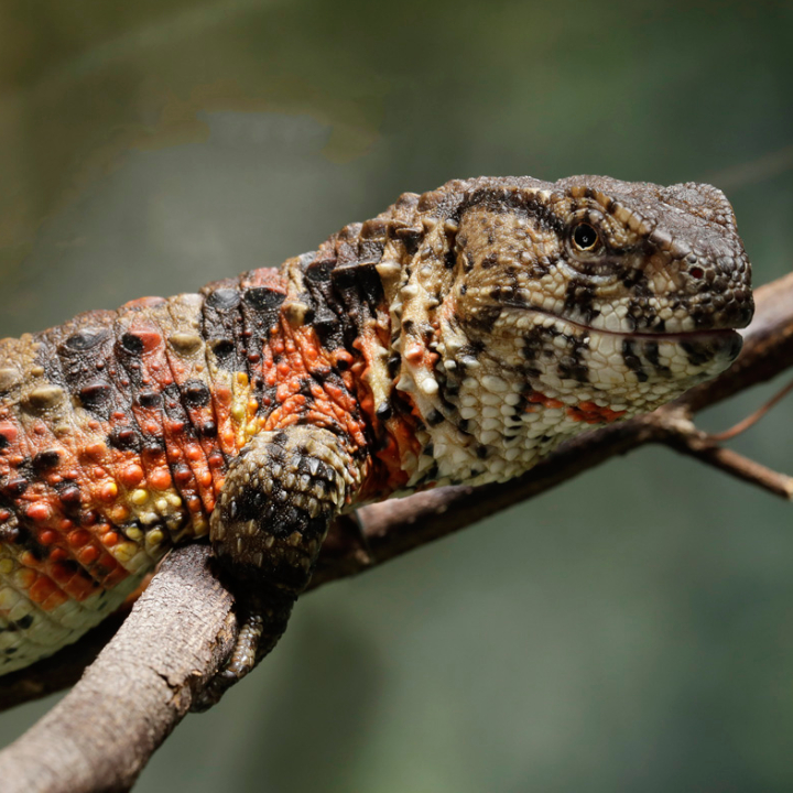 Vietnamese Crocodile Lizard