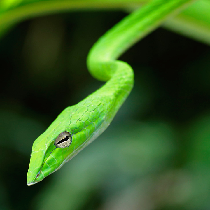 Vine Snake