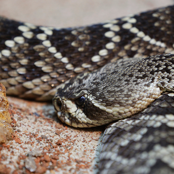 Western Diamondback Rattlesnake
