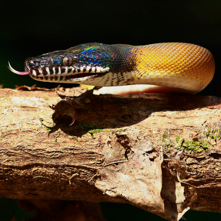 White-Lipped Python