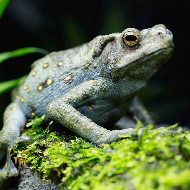 Yellow-Spotted Climbing Toad