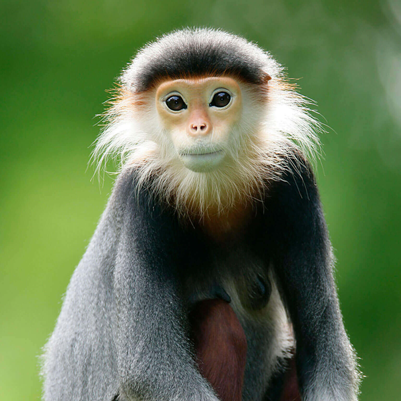 Red-shanked Douc Langur