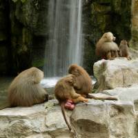 埃塞俄比亚大裂谷