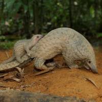 Conservation programmes